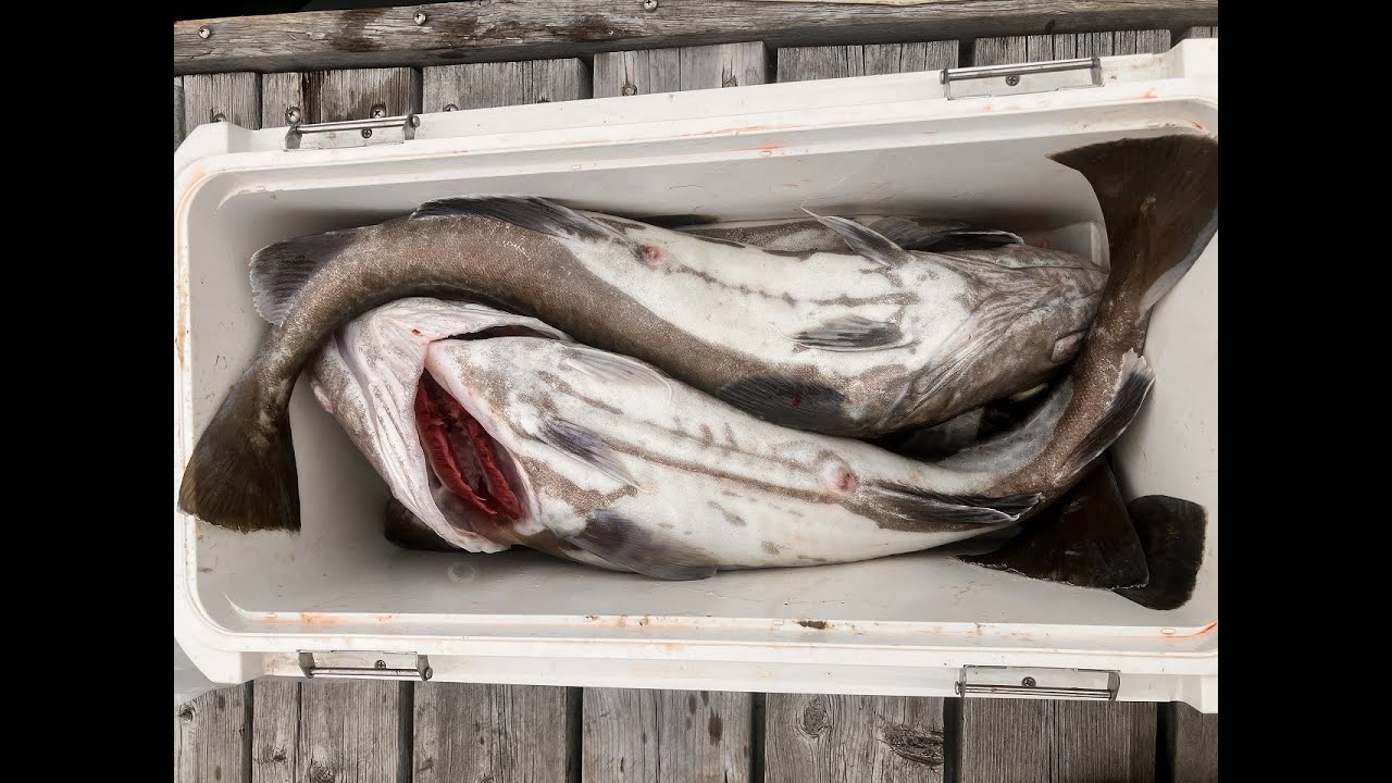 石巻漁礁　真鱈で2026初釣り