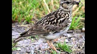 Лесной жаворонок (Юла) Crested Lark ч.20