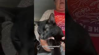 There’s the door bitch #screamqueens #catshorts #cats #catsoftiktok #funnycats #tiktok #tiktokvideo Net Worth