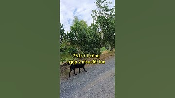 Ngộp đất lúa ở xã bình thạnh,mộc hóa,long an.Sđt 0979920397