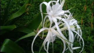 Sholawat penting dibaca 70 x ketika hendak tidur insya Alloh kelak bermimpi degan Rosullulloh 