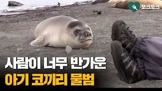 어미와 이별 후 '첫 독립'한 아기 코끼리물범, 낯선 사람들 만나자 보인 반응