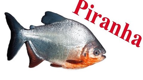 Cá Piranha| Thuỷ Quái Sông Hồng| Câu cá - Dã ngoại ✅