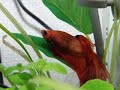 動物 癒し ベタ水槽に隠れ家は必要？繁殖に使う？