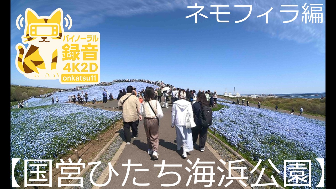 🌿[Walking Through Hitachi Seaside Park — Nemophila Season — Full