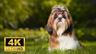 Bea Tzu: A Perfect Blend of Beagle and Shih Tzu Magic! 🐕✨