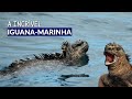 UM LAGARTO QUE VIVE NO MAR? COMO ESSE ANIMAL CONSEGUE SOBREVIVER? CONHEÇA A IGUANA-MARINHA!