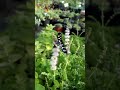 Необычная красивая бабочка на цветке Unusual beautiful butterfly on flower 花の上の珍しい美しい蝶 꽃에특이하고아름다운 나비