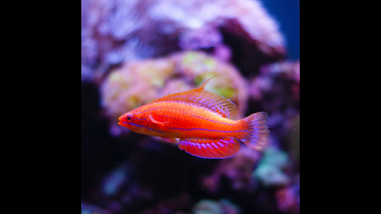 carpenter s flasher wrasse marine fish and reef safe