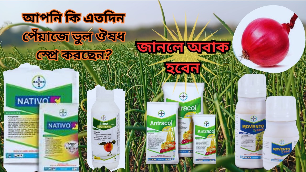 সফল পেঁয়াজ চাষের জন্য ৫টি অপরিহার্য স্প্রে করা টিপস !