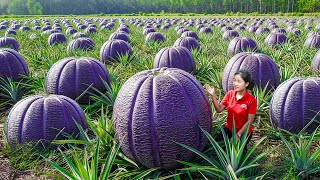 Full Video — Harvesting 1000+ Most Satisfying RARE Melons I Spent 3 Days Sell at Market Natural ASMR