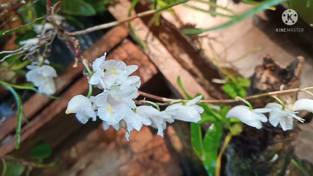 Anggrek Liar Dendrobium Linearifolium