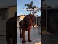 one month vs one year old LABRA