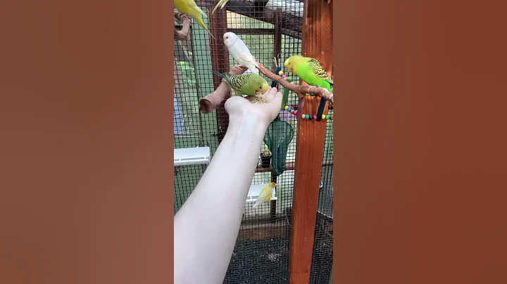 Lending a hand to my budgy