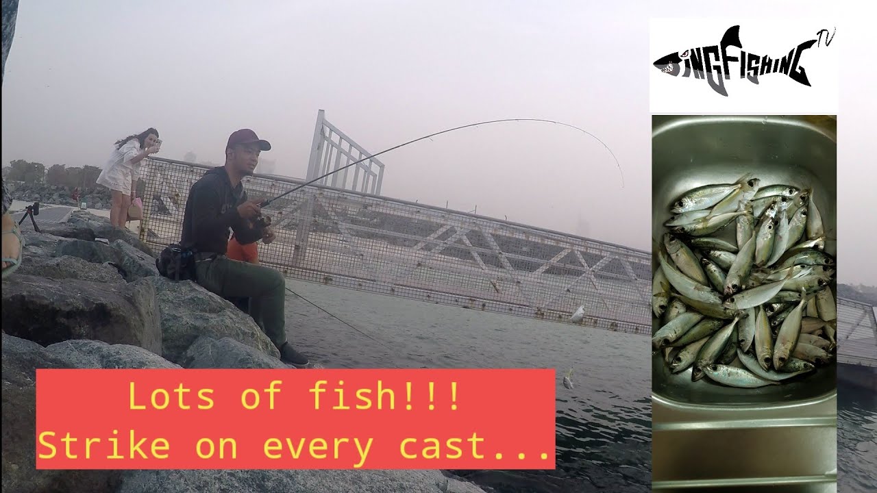 Dubai fishing for bigeye scad / matang baka - YouTube