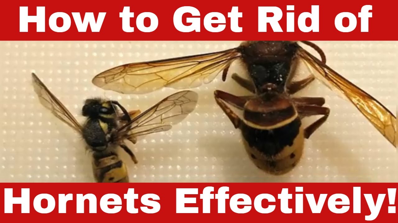 Expert Tips How to Get Rid of Effectively! YouTube