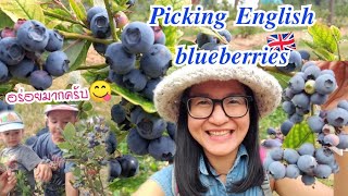 English blueberry picking เก็บไปกินไปสบายใจจัง เก็บบลูเบอร์รี่สวนผลไม้อังกฤษ(Eng sub)