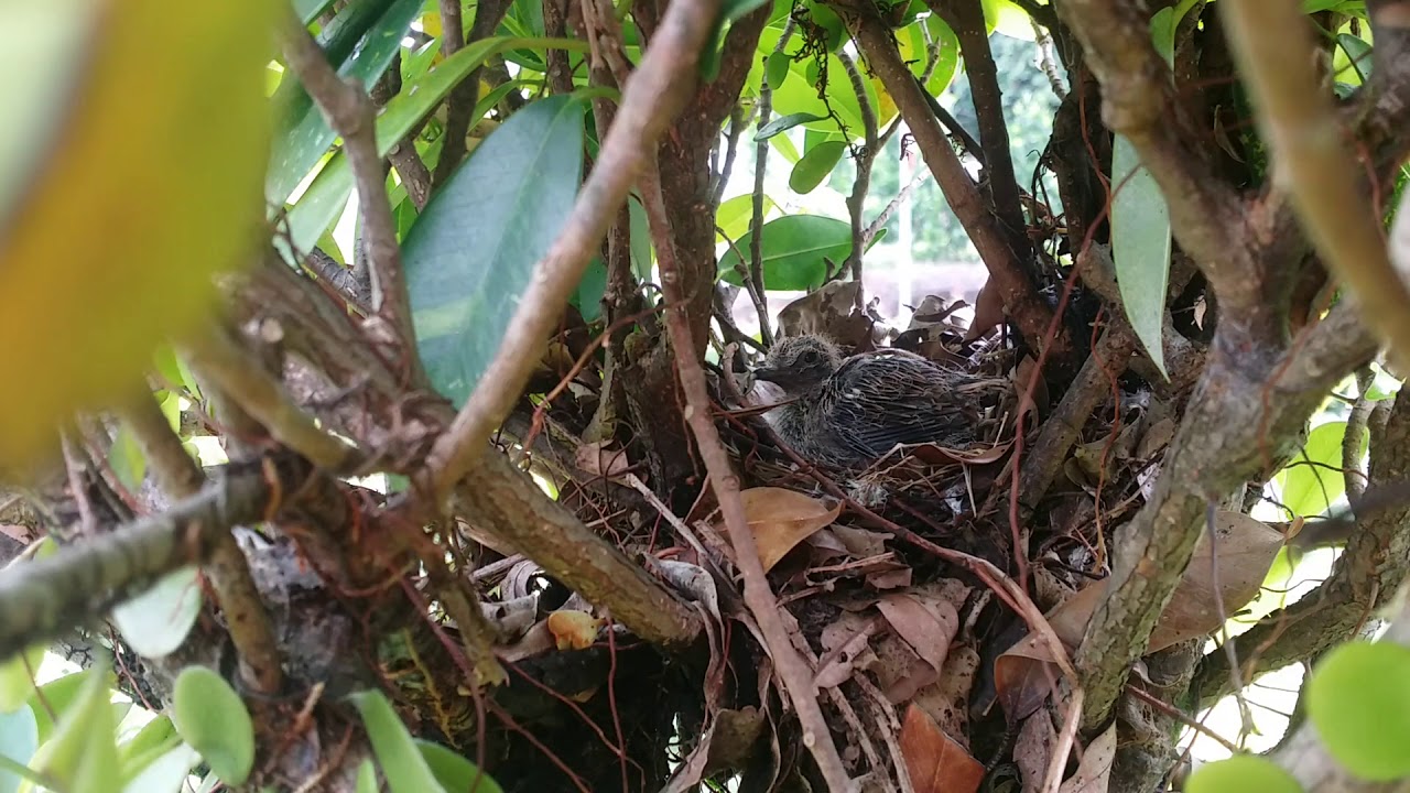 BURUNG PERKUTUT part 4 