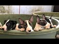 TRY NOT TO LAUGH or GRIN: Funny and Cute Bull Terrier Videos Compilation (25)