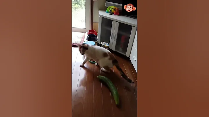 Video 11855251: laugh cats compilation, cats compilation cute, funny cat