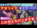 【エギング必見】新子アオリイカVS100匹のモエビ！これがイカパンチの正体だ！衝撃の捕食シーン公開！激カワの仕草も注目！アクアリウムでアオリイカ飼育始めました