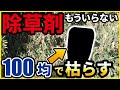 【ホントは教えたくない除草】100円で買える⭕⭕を使ったら草が枯れた！除草剤をもう必要ありません！