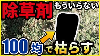 【ホントは教えたくない除草】100円で買える⭕⭕を使ったら草が枯れた除草剤をもう必要ありません