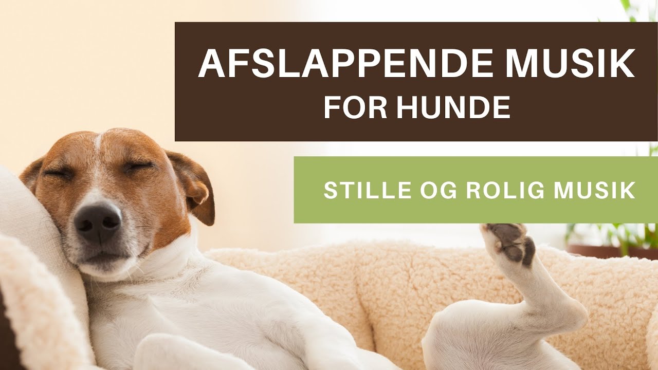 harpun forsøg springe 10 timers afslapningsmusik for hunde | Stille musik for hunde - YouTube