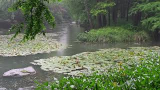 The beautiful little river is raining(175) , sleep, relax, meditate, study, work, ASMR