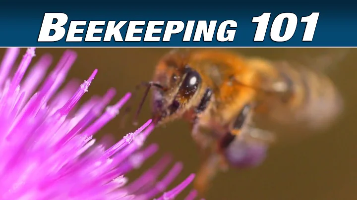 Urban Beekeeping