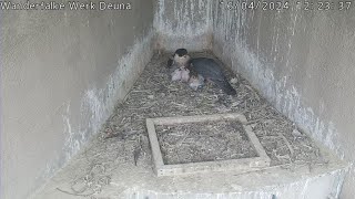 Ein geselliges Familienessen, Fridolin füttert Josi und die vier Kleinen, einfach süß.