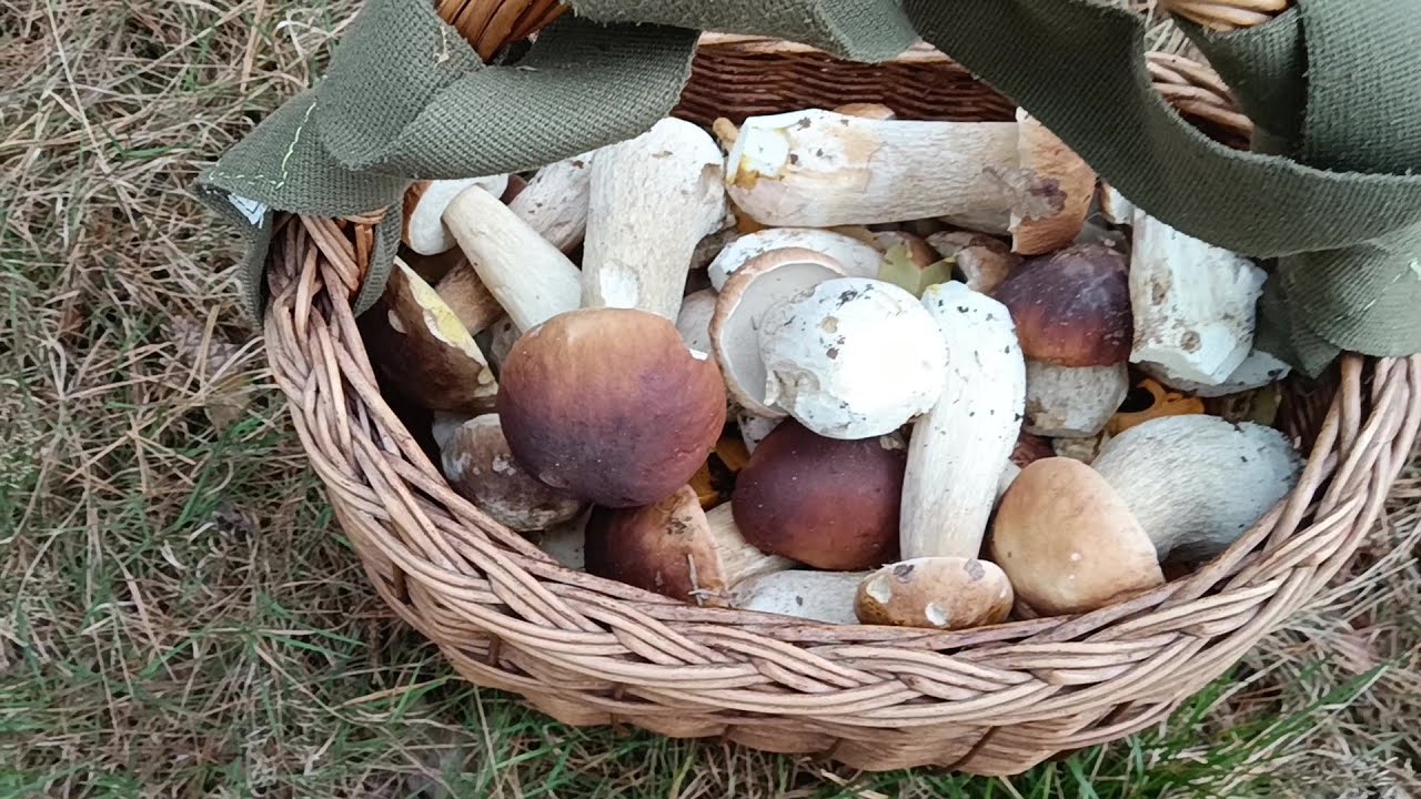 Tak to można zbierać!!!