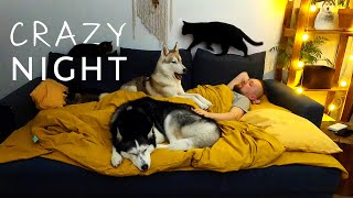 What Sleeping With Three Huskies And Three Cats Is Like
