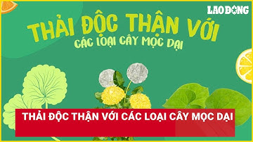 Thải độc thận với các loại cây mọc dại | Báo Lao Động
