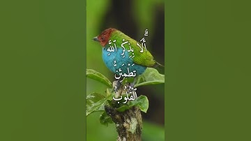 ماتيسر من سورة الرعد بصوت فضيلة الشيخ عبد الباسط عبد الصمد رحمه الله