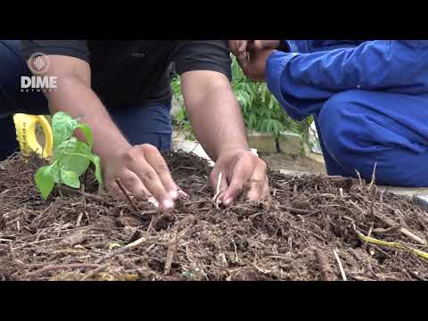 Video: Goede Voorbereiding Van De Bedden In De Herfst. Graaffuncties. Bemesting, Kalkhoudend