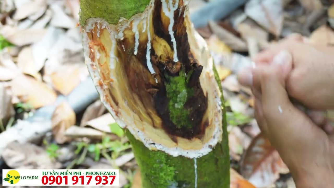 Nhận Biết/ Giải Quyết NẤM HỒNG TRÊN MÍT RUỘT ĐỎ