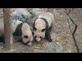 PANDAS in Sichuan, China