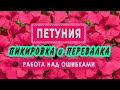 ПИКИРОВКА  и  ПЕРЕВАЛКА петунии.Работа над ошибками.