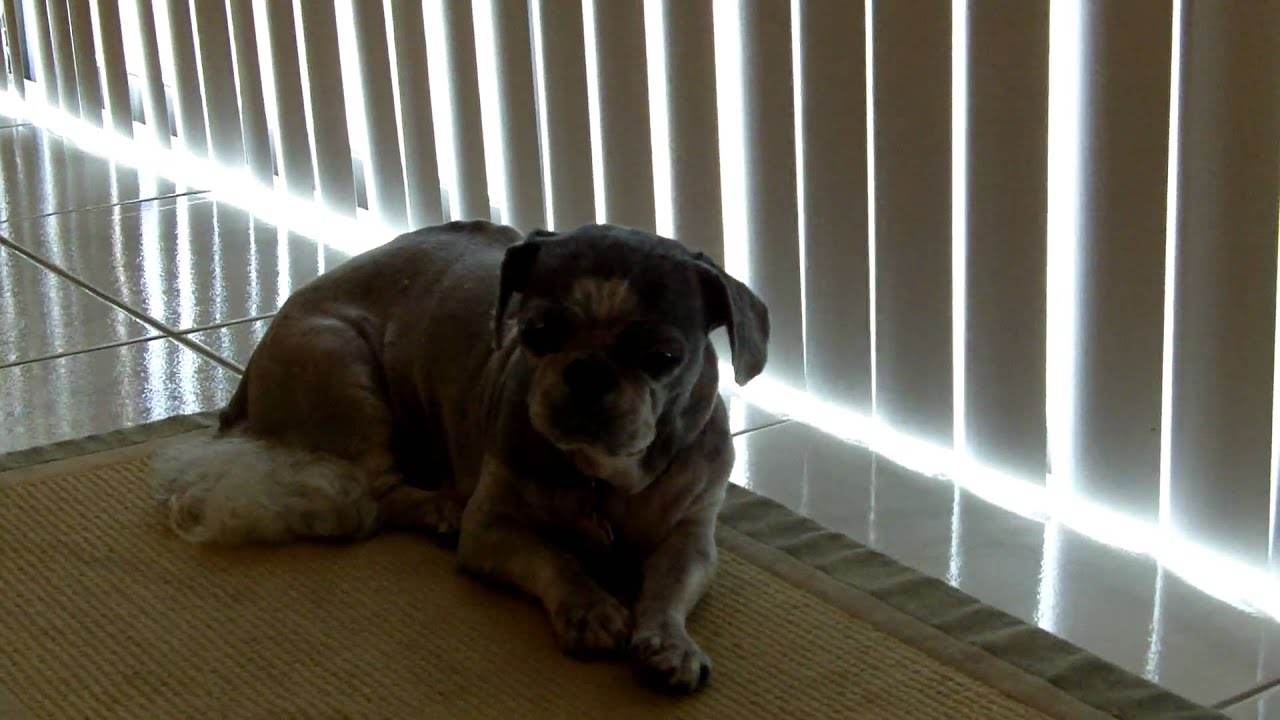 Dog Sleeping with Head Up.... YouTube