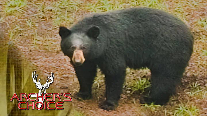 Bear N’ Down: Bowhunting Big Alberta Bears! - Part 2 | Archer’s Choice - Season 2