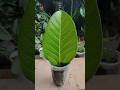 Peepal plant leaves propagation #shortsfeed #gardening #viral #propagation #peepaltree