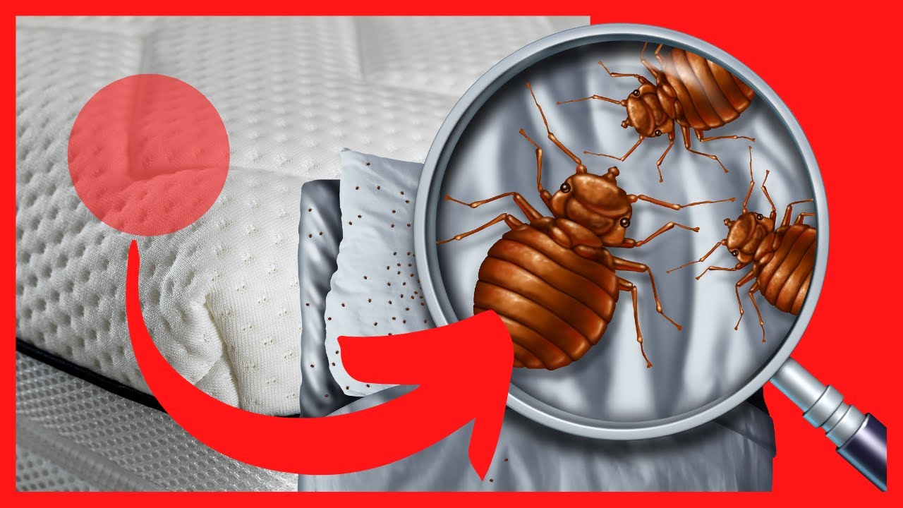 ¿Cómo Saber Si Hay Chinches En Mi Cama? Fíjate Bien En – WFOT