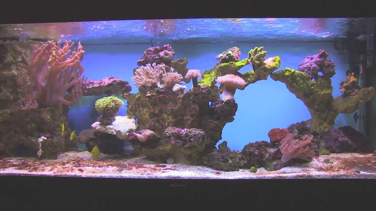 Coral Reef Fish Aquarium Tank HD 550 Litre - YouTube