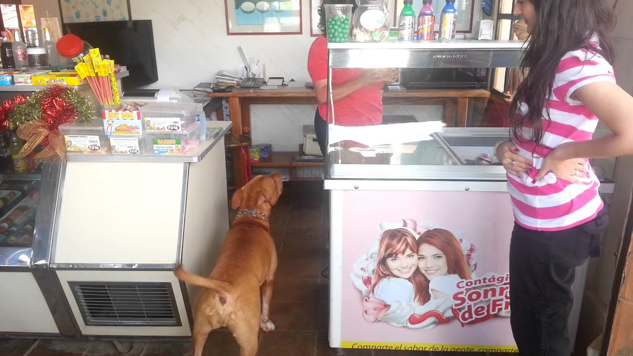 Cutest Pitbull Eating Ice Cream (ROCCO)