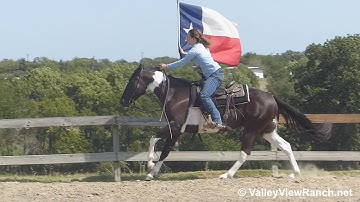 McCalls Choctaw - bridleless working the mechanical cow and carrying the flag! - ValleyViewRanch.net