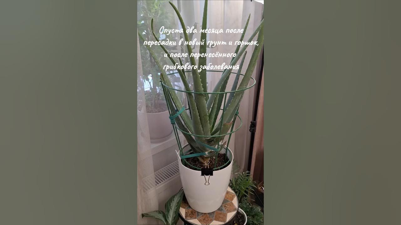 Результаты пересадки и лечения от антракноза пятилетнего Алоэ вера 19. ...