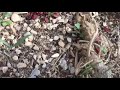 حشرات الربيع