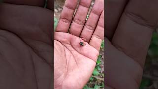 🪲🪲Asian beetles you've never seen