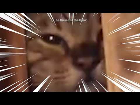 catto-vs-catto-gone-jojo-gone-minecraft-meme